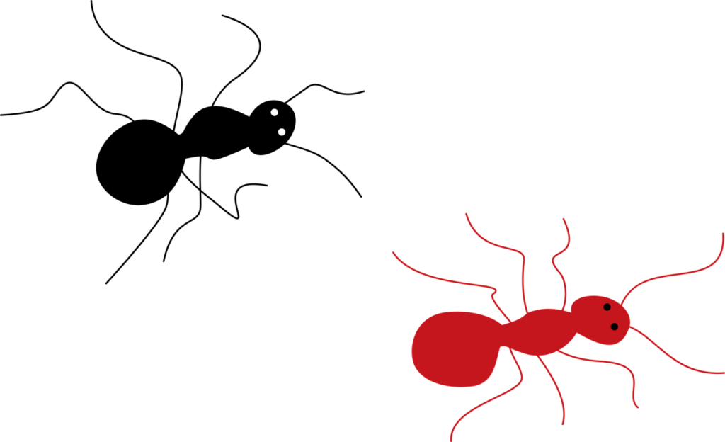 ant, insect, animal-7400323.jpg