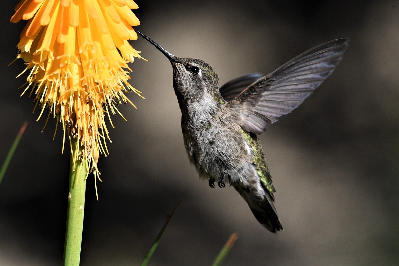 hummingbird, bird, animal-8171118.jpg