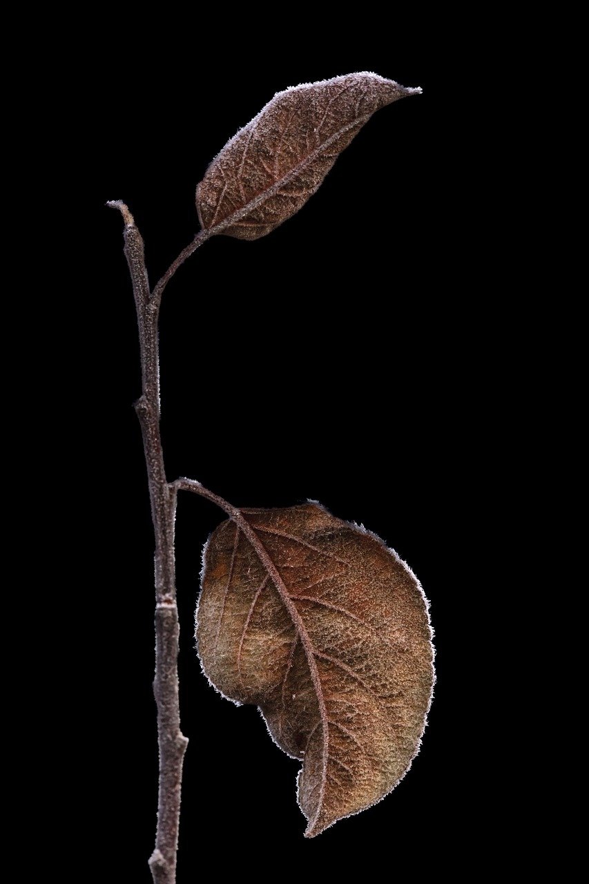 chokeberry, leaves, dried-8496026.jpg